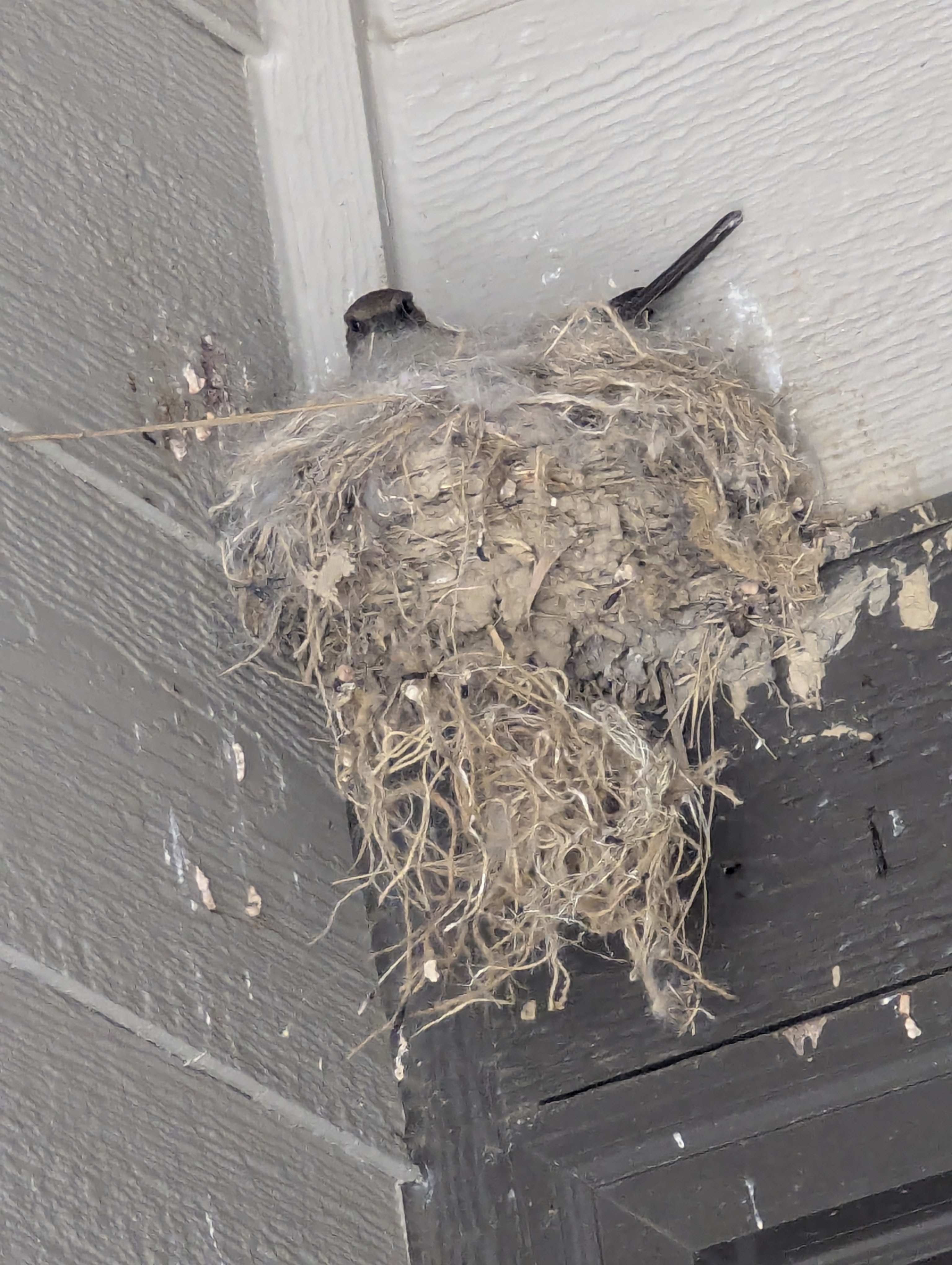 Say's Phoebe, Morrison, Colorado
